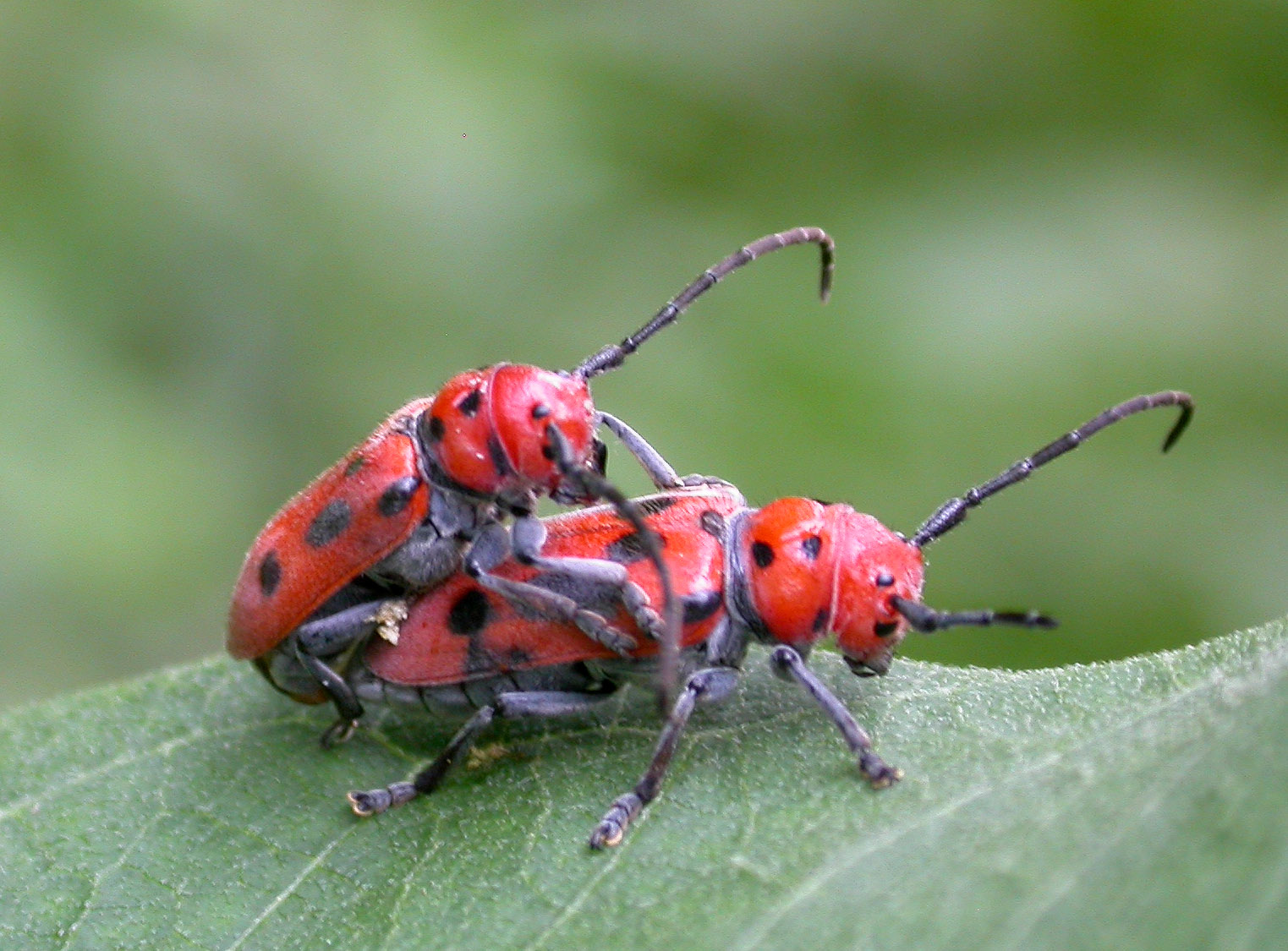 Red Beetle Insect