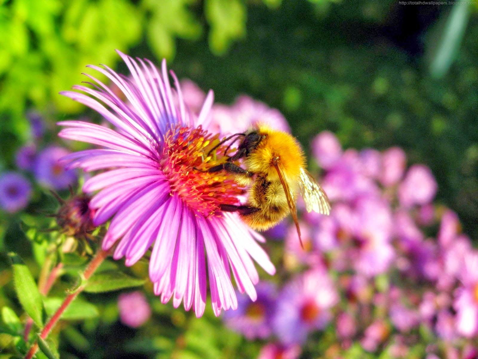 Beautiful Wallpapers: Bee HD Wallpaper