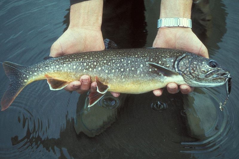 Underwater Lake Trout