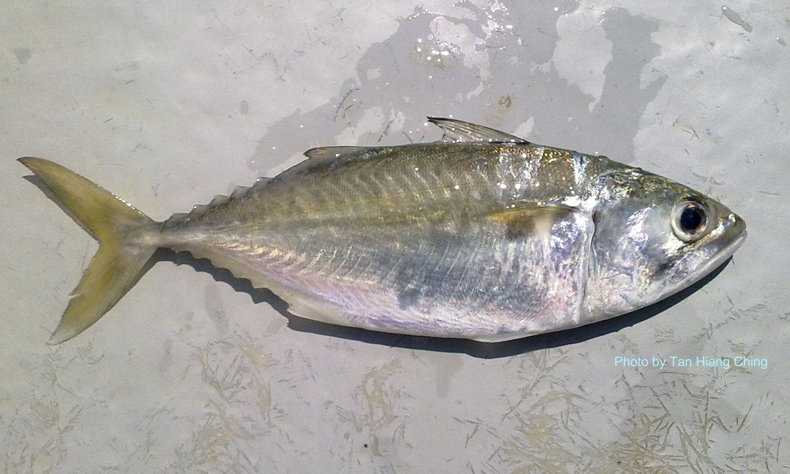 Fish and Fishing in Tanjung Leman: Southeast Asia Saltwater Fish
