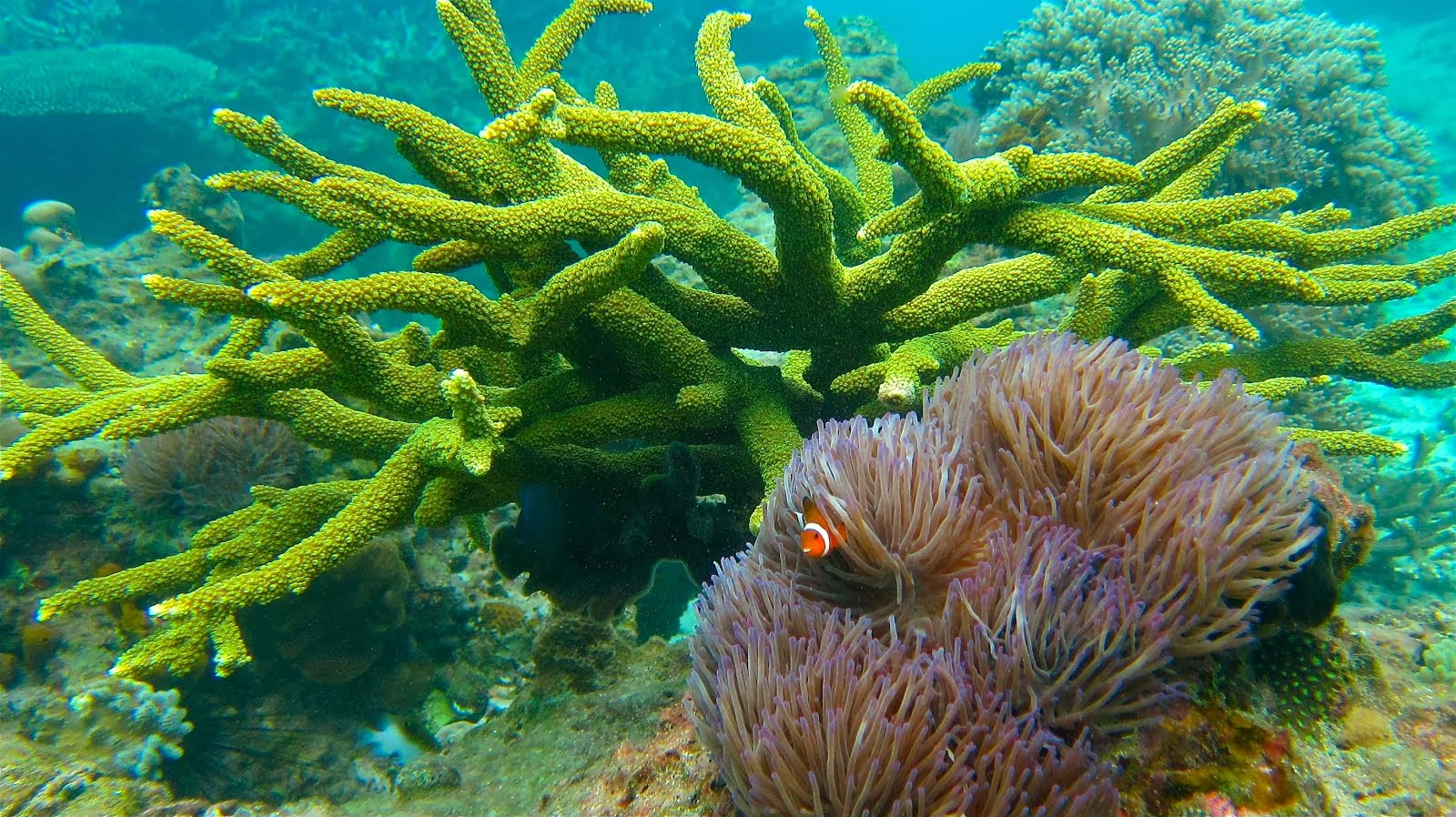 Anémone, Nemo et corail