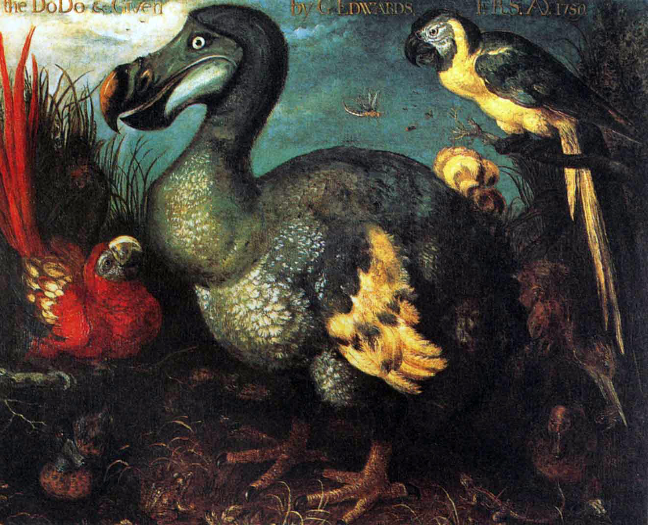 Dodo Size