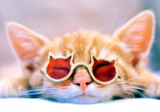 funny pet cat funny cute cat pussy kotka macka kocka gato katze macska huisdieren animaux de compagnie Haustiere animales domesticos husdjur Evcil Hayvan anifeiliaid anwes domace zvali augintiniai peatai bet kay lemmikit mga alagang hayop domaci
