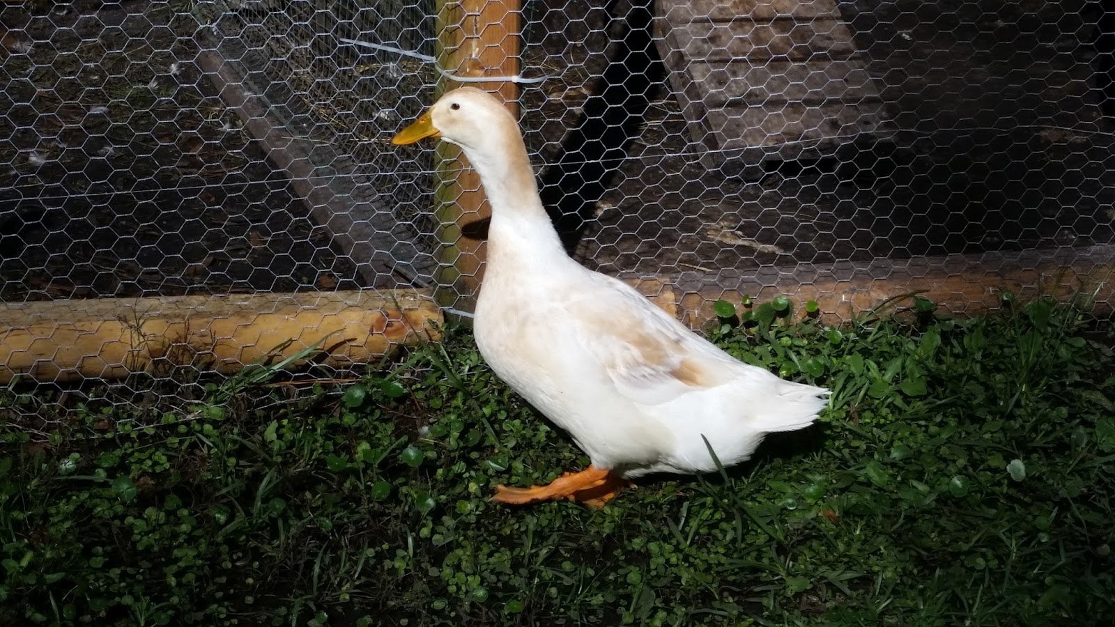 Blue Sky Country Farm Golden Buff Cascade Ducks