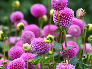 Guia de primavera... - Las manos en la tierra