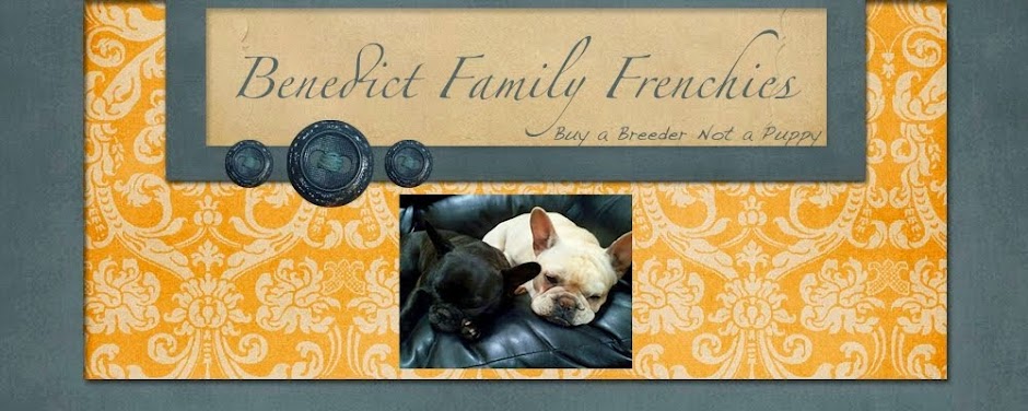 Benedict Family Frenchies, Bulldogs, and Great Danes