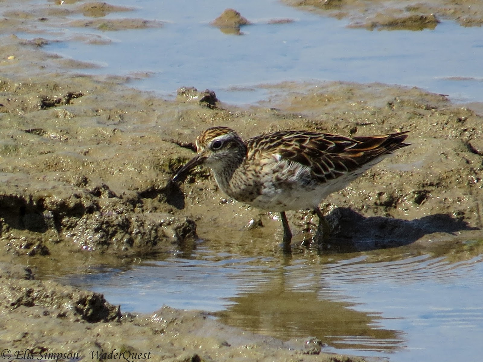 Wader Quest Show support for Geelong’s Moolap salt works in Australia.