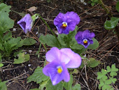 "Blueberry Fool" Pansy