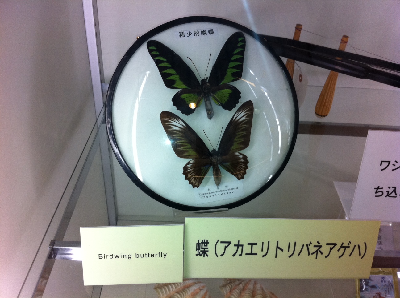 Narita Airport Zoo