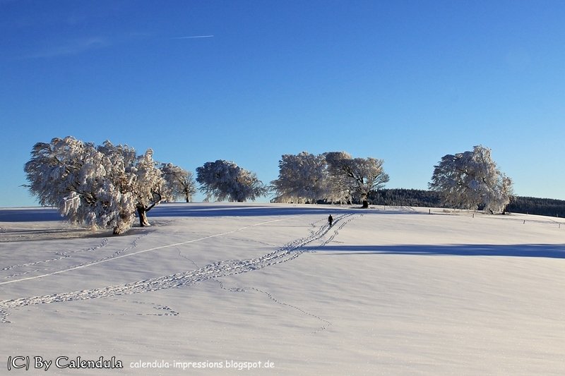Schauinsland Winter Schnee Bäume Schwarzwald