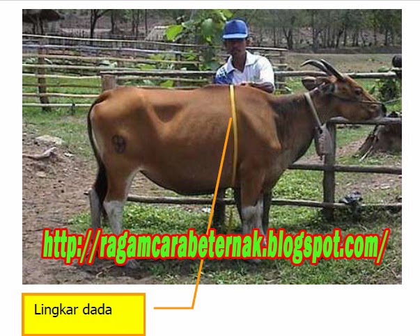 cara mengetahui berat badan sapi bali dengan ukuran lingkaran dada http://ragamcarabeternak.blogspot.com/