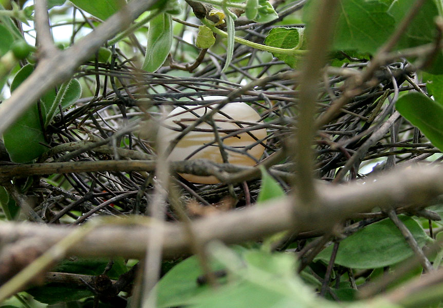 Spring The Perfect Season for Dove Control Land for Wildlife
