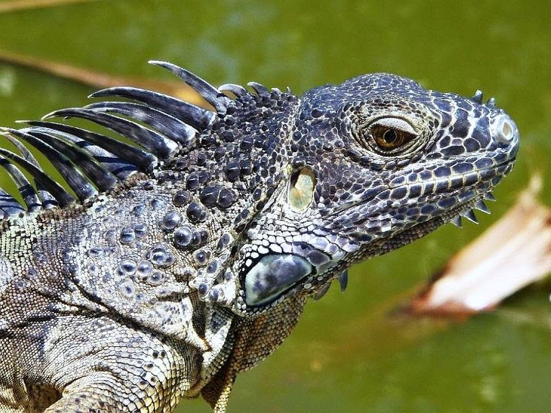 Report from the Florida Zone Monitor Lizards in Florida