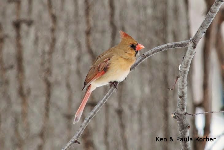 Female Cardinal in winter