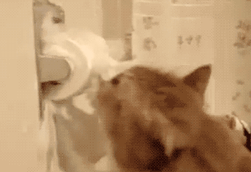 cat-gifs-094-006.gif