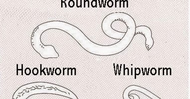 signs a puppy has worms pet supplies for dogs and cats rosyandrocky top 10 signs your has worms signs a puppy has worms pet supplies for dogs and cats rosyandrocky top 10 signs your has worms