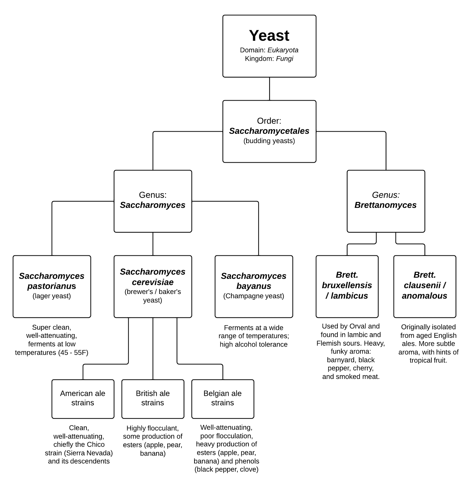 Hot Water Magic What's in a Beer?