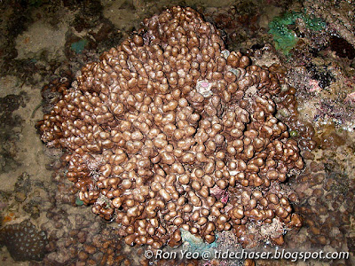 Blue Coral (Heliopora coerulea)