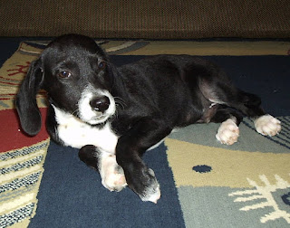 Cão é o melhor amigo do homem, mas e o gato? Cão é o melhor amigo do homem, mas e o gato?
