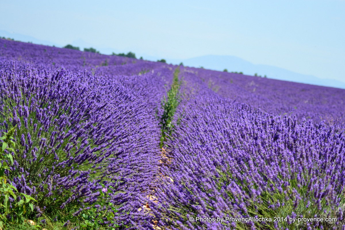 Provence,lavande,plateau valensole,© Ala Zhurak-Tolari provence