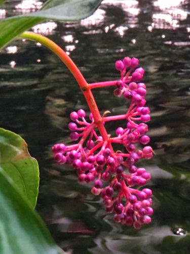 Philadelphia Flower Show 2015: Colors- Red
