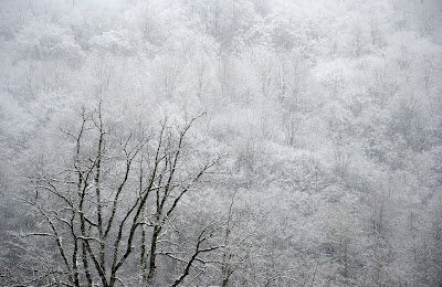 Ice, Tree, Nature, Weather, Snow, Mountain, Krasnaya Polyana, Black Sea, Resort, Sochi, City, Environment, Covered, Krasnodar Krai, Russia, 