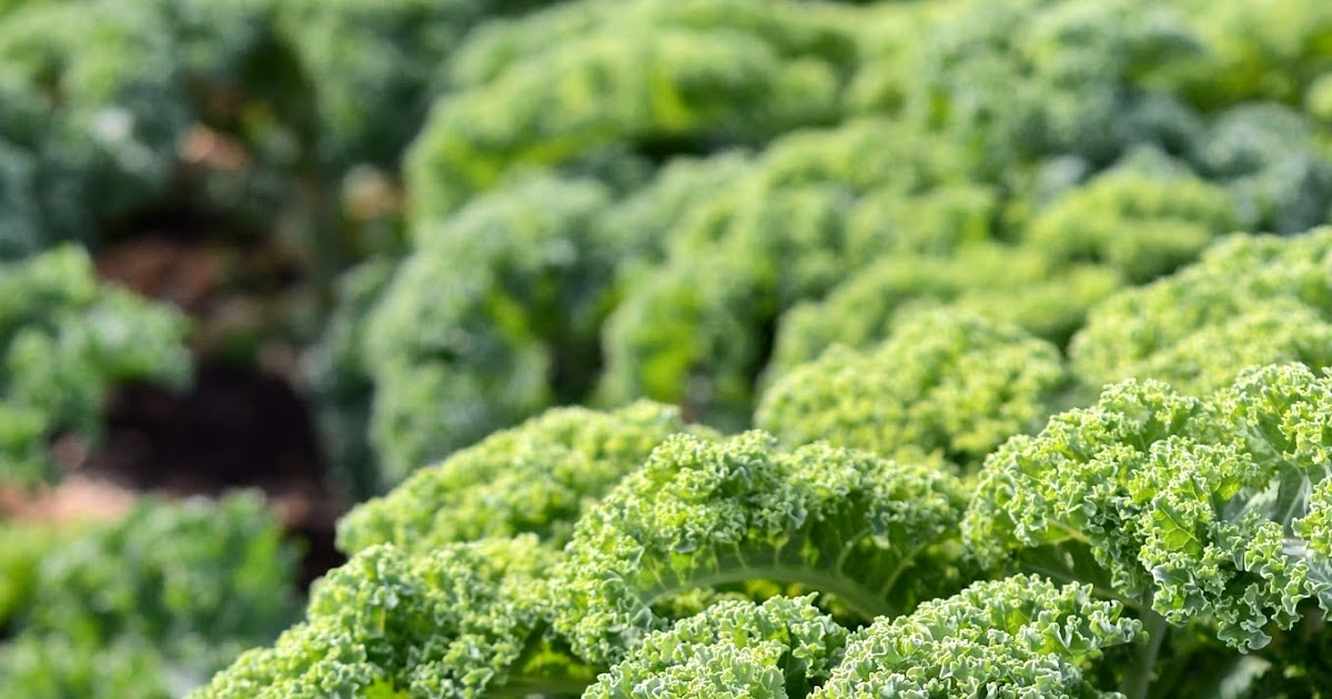 Les Bonheurs d'Anne & Alex Journée Nationale du Kale National Kale