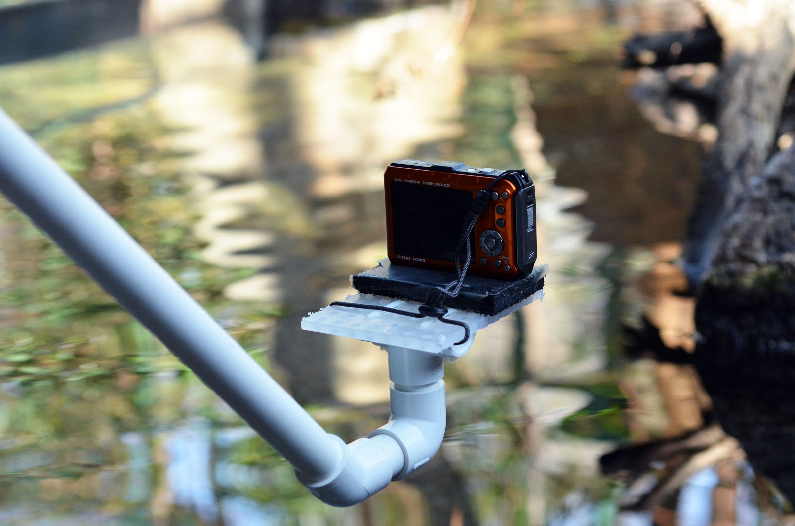 Virginia Fishes Video of the Week! Underwater Cypress Swamp Tour