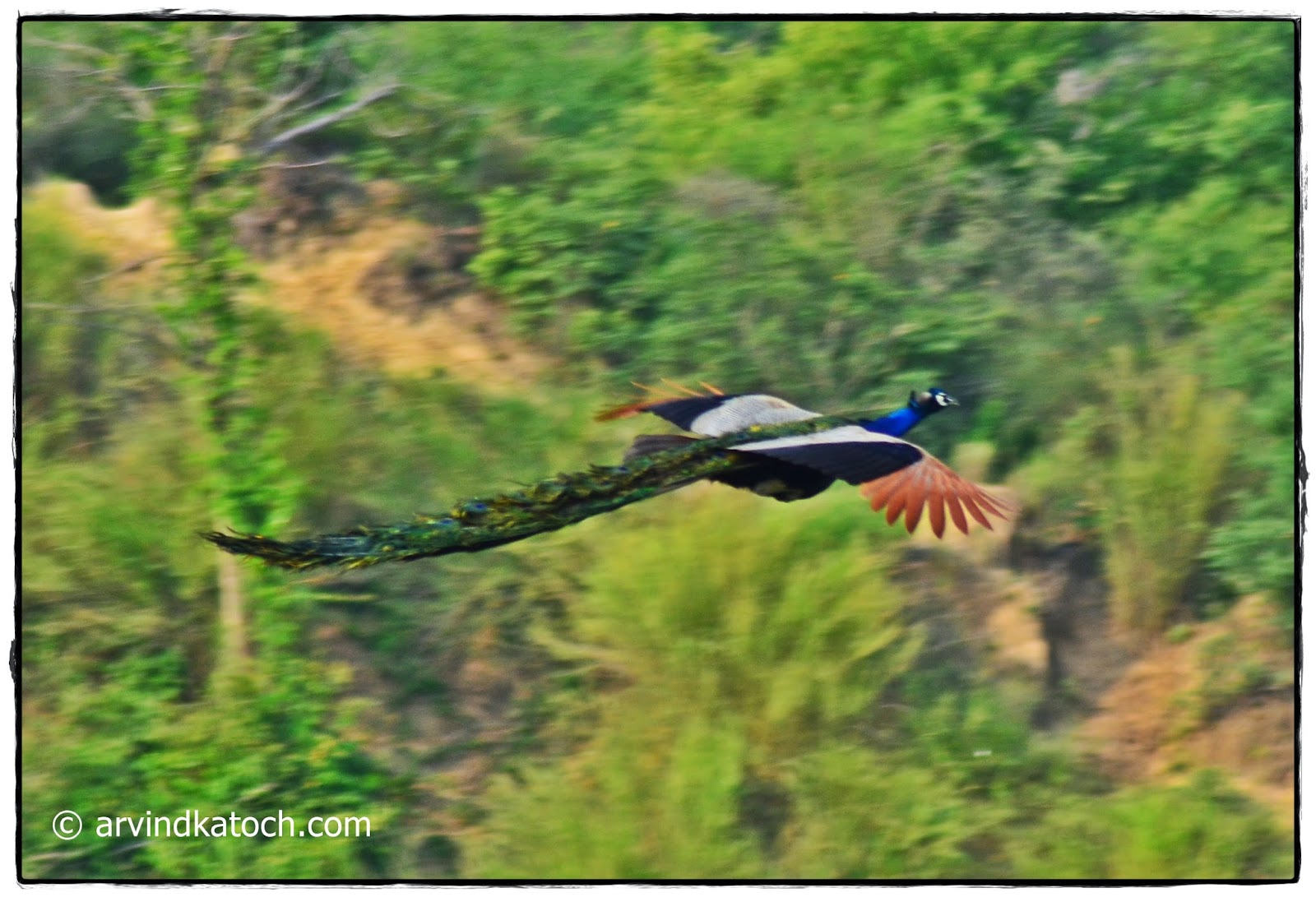 Indian Birds Photography and Details : Indian (Blue ...