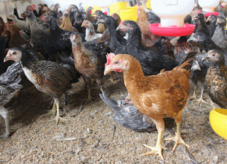 100+ Gambar Ayam Lagi Makan Kekinian 100+ Gambar Ayam Lagi Makan Kekinian