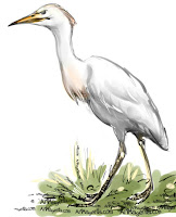 Cattle Egret is a bird painting by Artmagenta