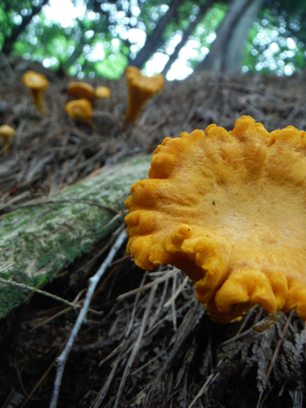 Edible Mushrooms Chanterelles Day Drunk Edible Mushrooms Chanterelles