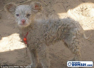 Kambing Biri-Biri Melahirkan Anak Anjing Di China