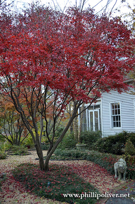 More Japanese Maples