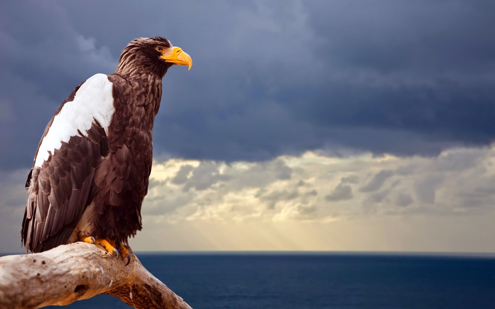 All Stuff 40 Amazing Animals HD Wallpapers For Animals Lovers