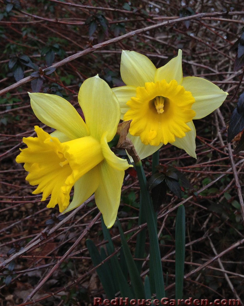 Daffodils from January to April - The Real Dirt Blog - ANR Blogs