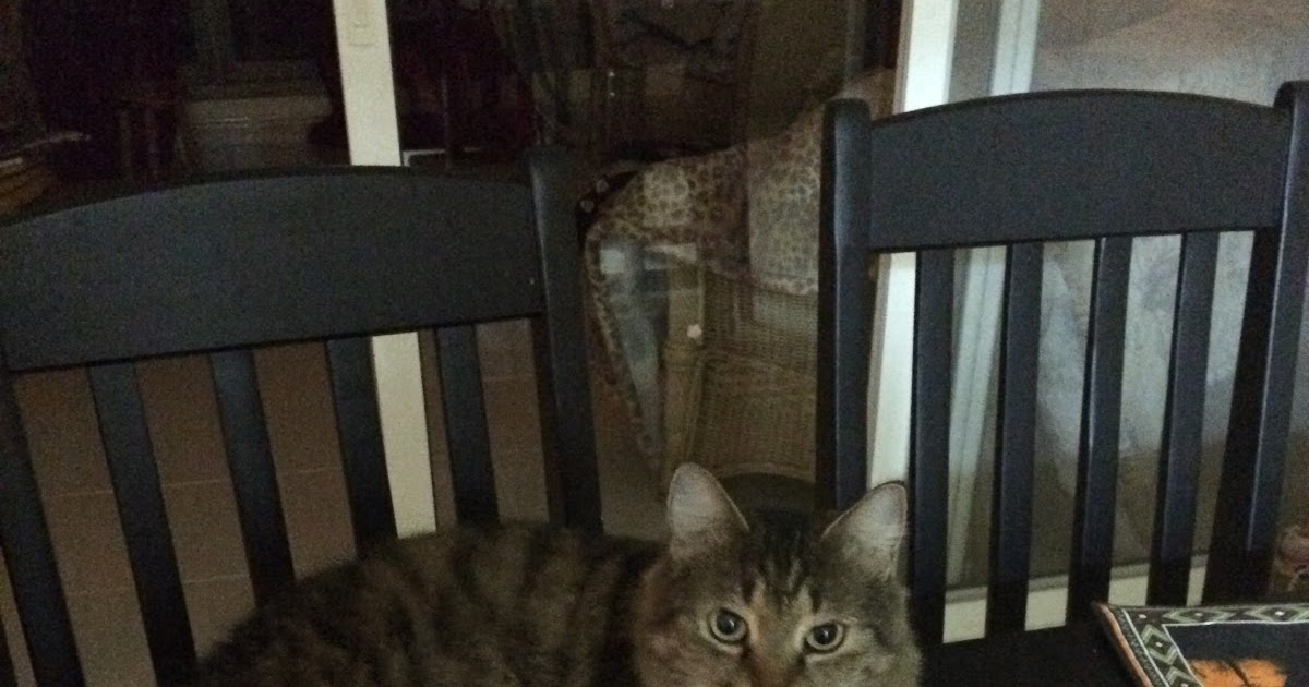 Life with Chickenruby Why does the cat sleep on the dining room table
