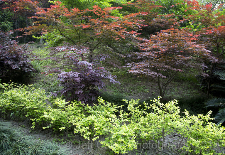 Garden Sense Fall Color Shrubs