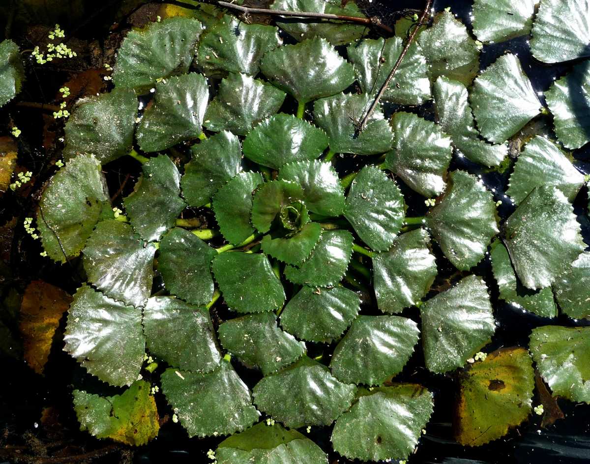 r o b i n 's y a r d Trapa natans