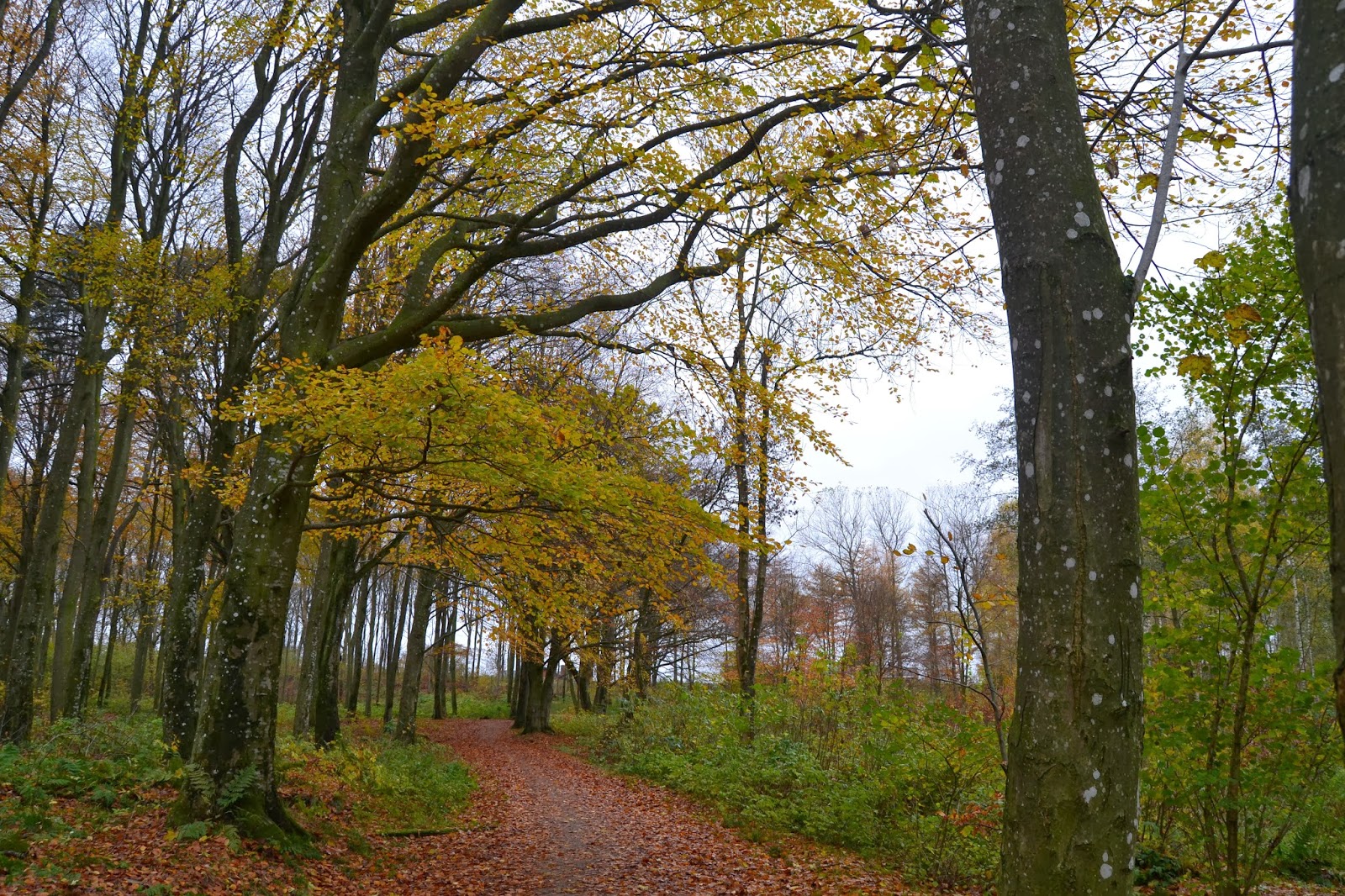 [Image: DSC_0059.JPG]