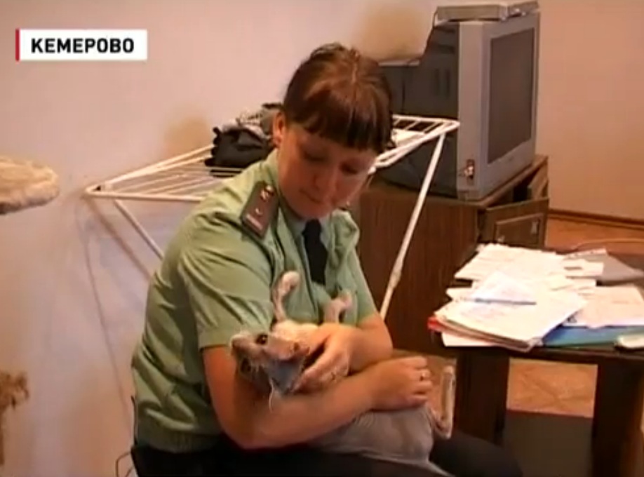 В Кемерово кот арестован за долги хозяина