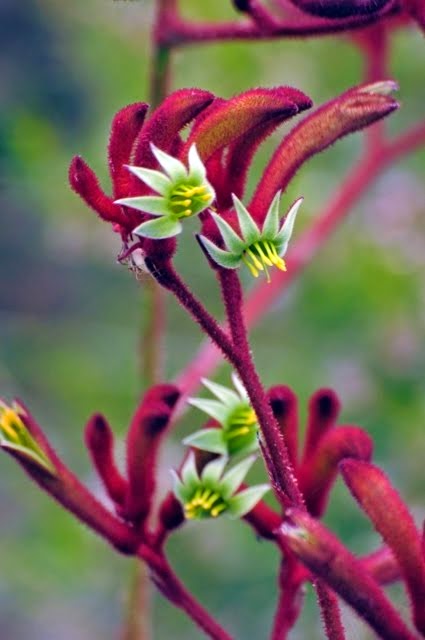 Dark Red Kangaroo Paw 023