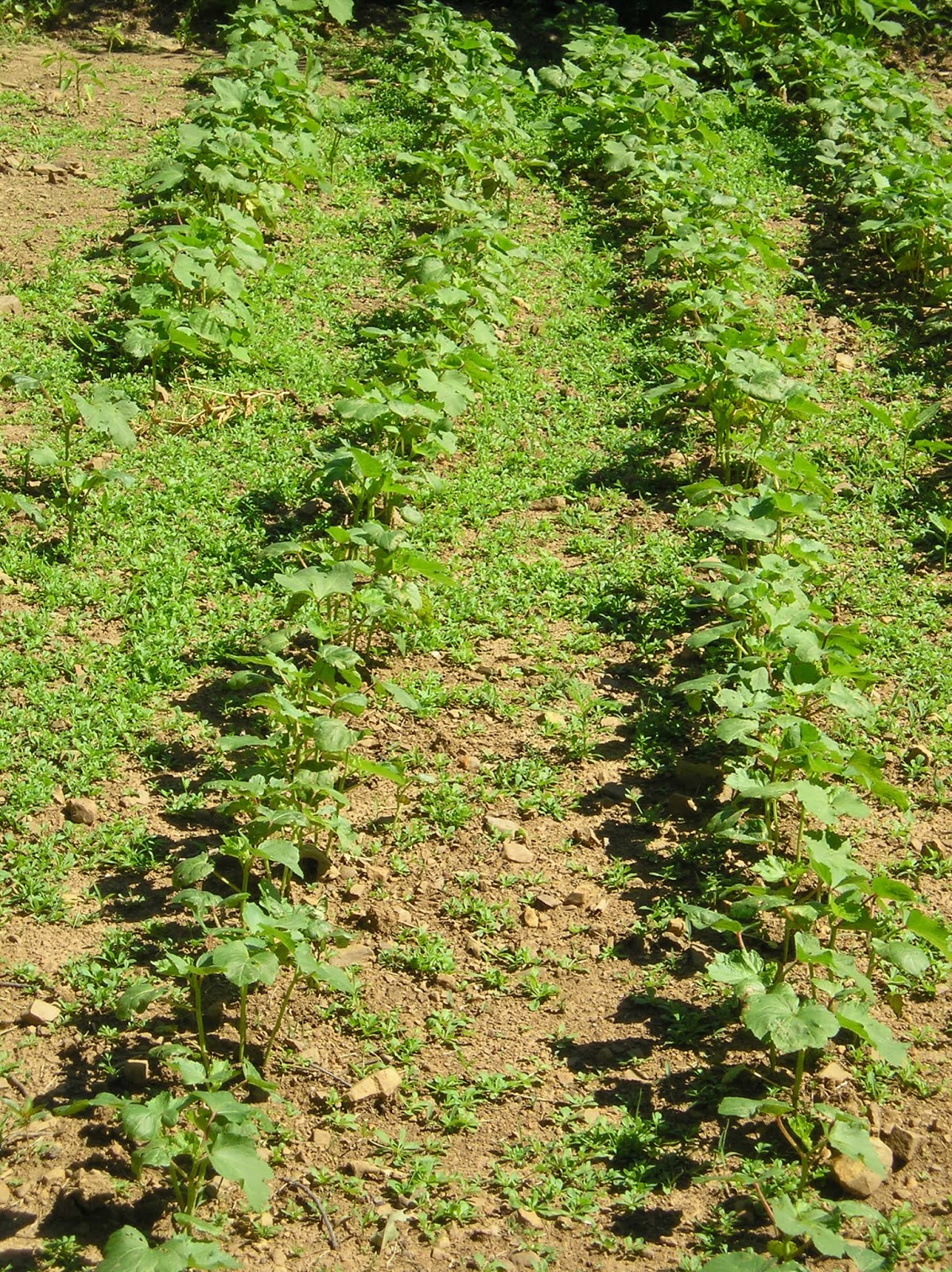 Thoughts from Frank and Fern How Does the Garden Grow?