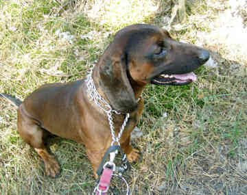 Hound+dog+breeds+pictures