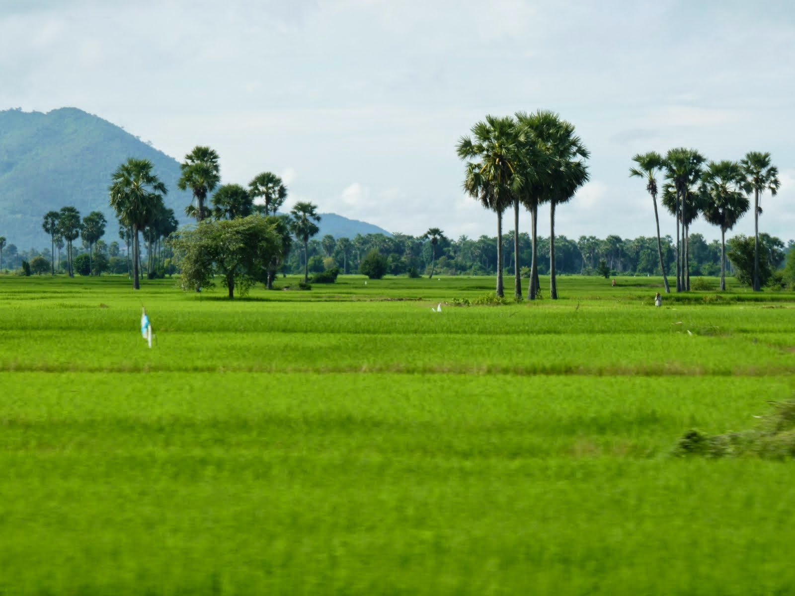 Fresh Life Cambodia's Countryside