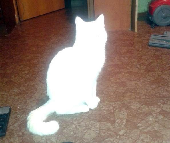 Куда смотрит кот? Куда смотрит кот?