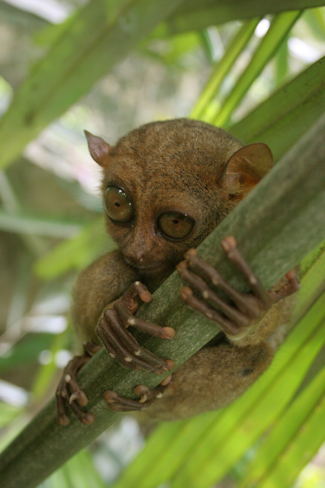 Amazing Tarsier World's Smallest Primate Tarsier Facts, Photos, Information, Habitats, News