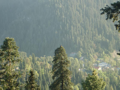 Abbottabad Forest, big forest in the world, skdesigner, hazara