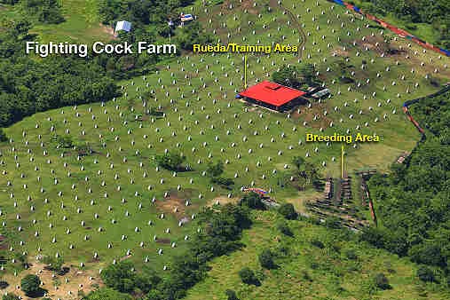 Jejomar Binay's Cock Breeding Farm