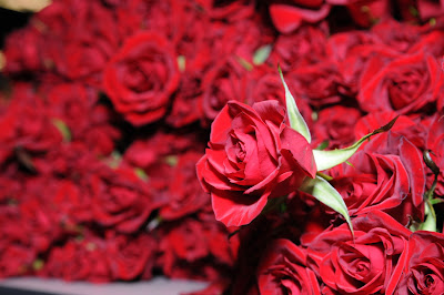 Happy Rose Day HD Wallpapes
